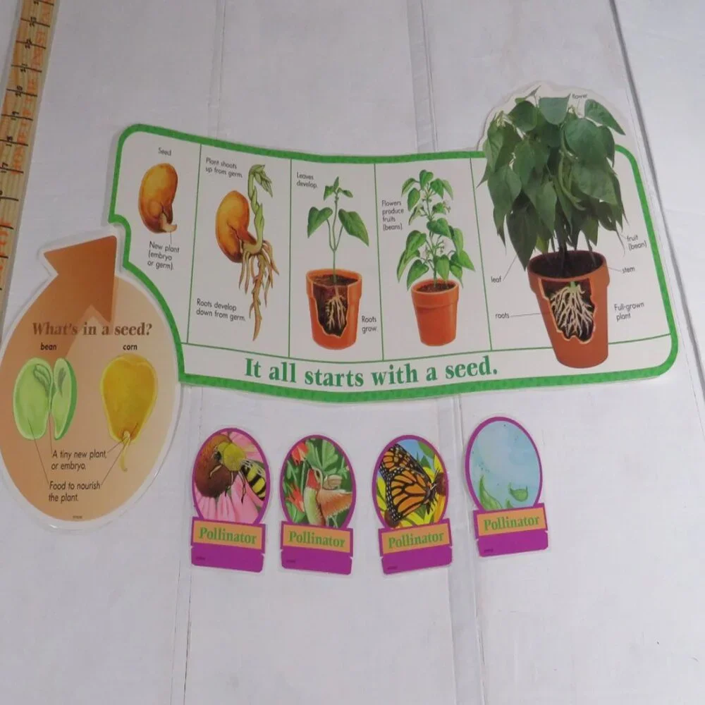 Plants on the Grow Extra Large BULLETIN BOARD SET LAMINATED  Classroom Posters